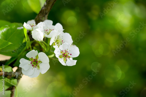 Pear tree blossoms  isolated.