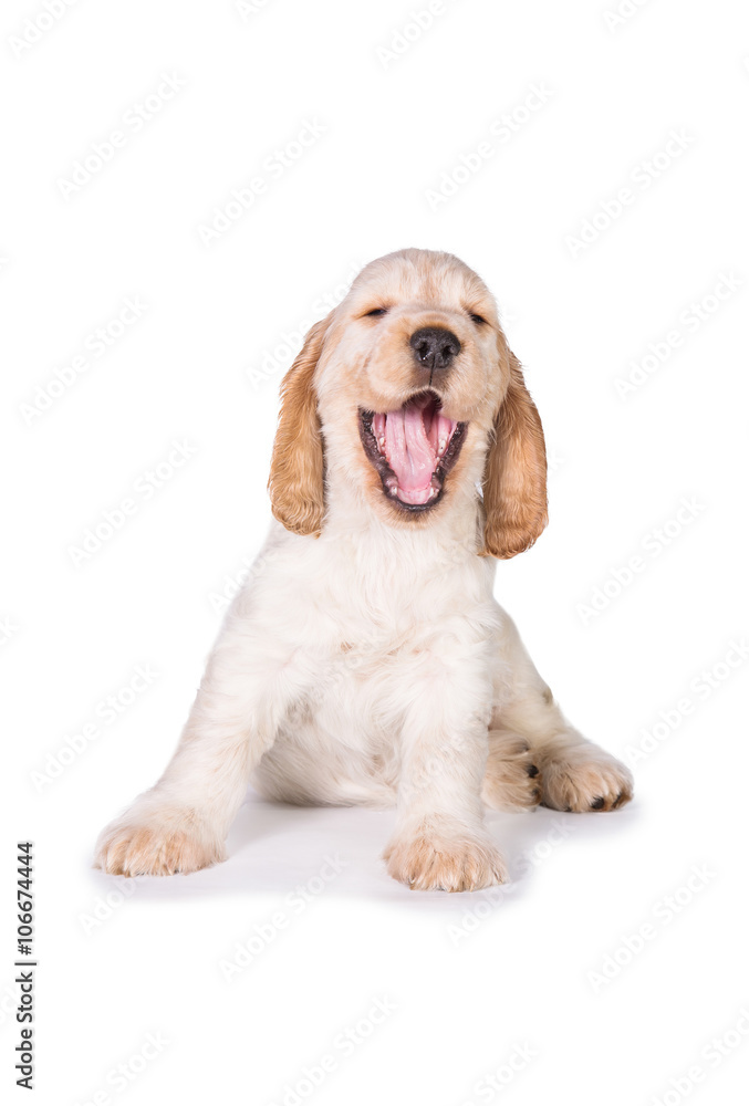 Funny english cocker spaniel puppy yawning isolated on white