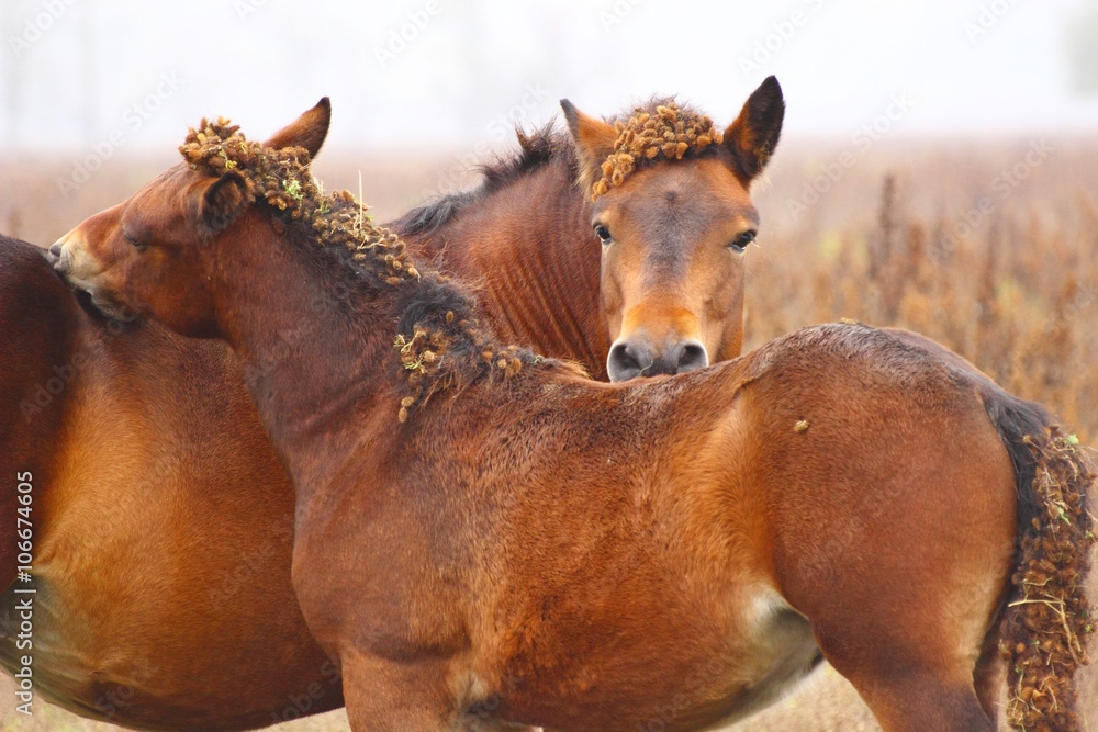 Obraz premium Horses 