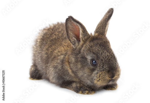 small gray rabbit
