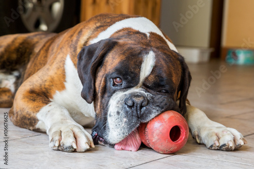 Sad boxer chewing his toy