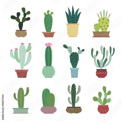 Cactus collection in vector illustration

