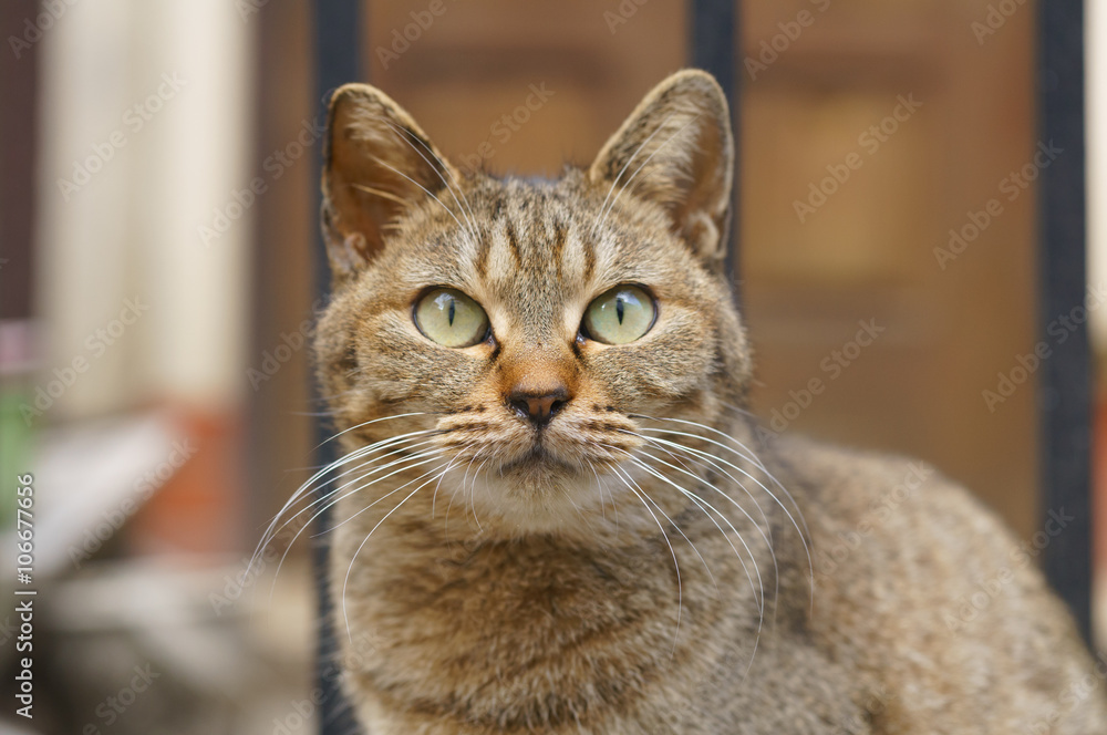 猫 猫