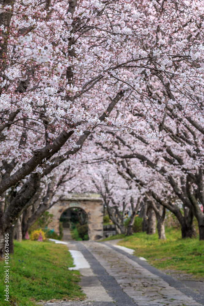 Naklejka premium 桜のアーチ@佐賀県武雄市