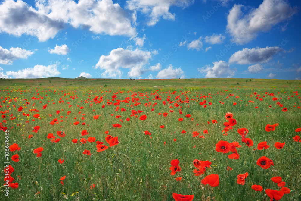 Beautiful Landscape with poppy meadow. Composition of nature.