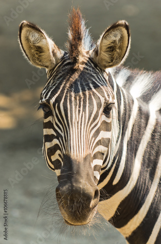 Zebra animal portrait