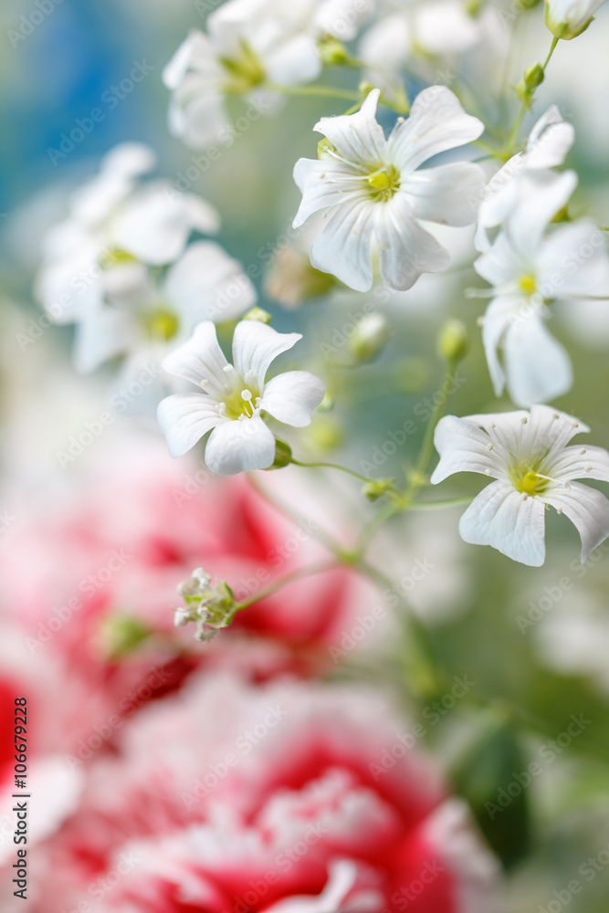 カーネーションの花 カーネーションの花