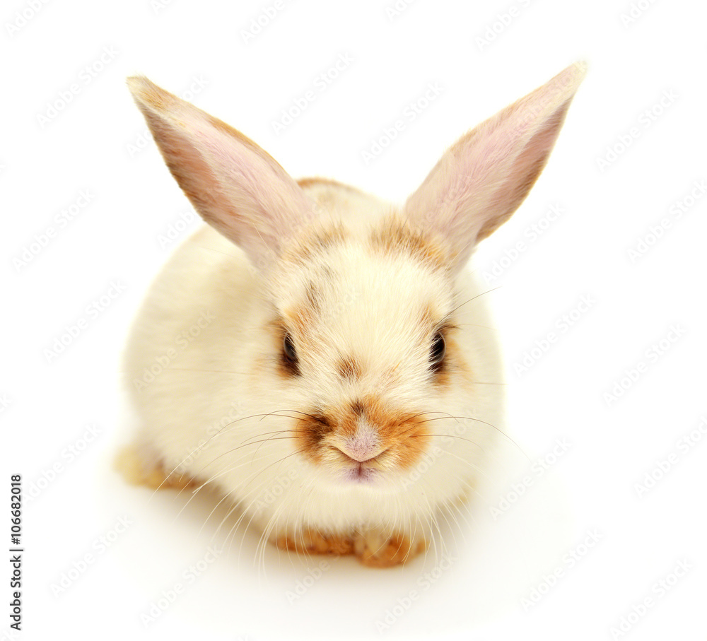 Obraz premium White young lop-eared rabbit