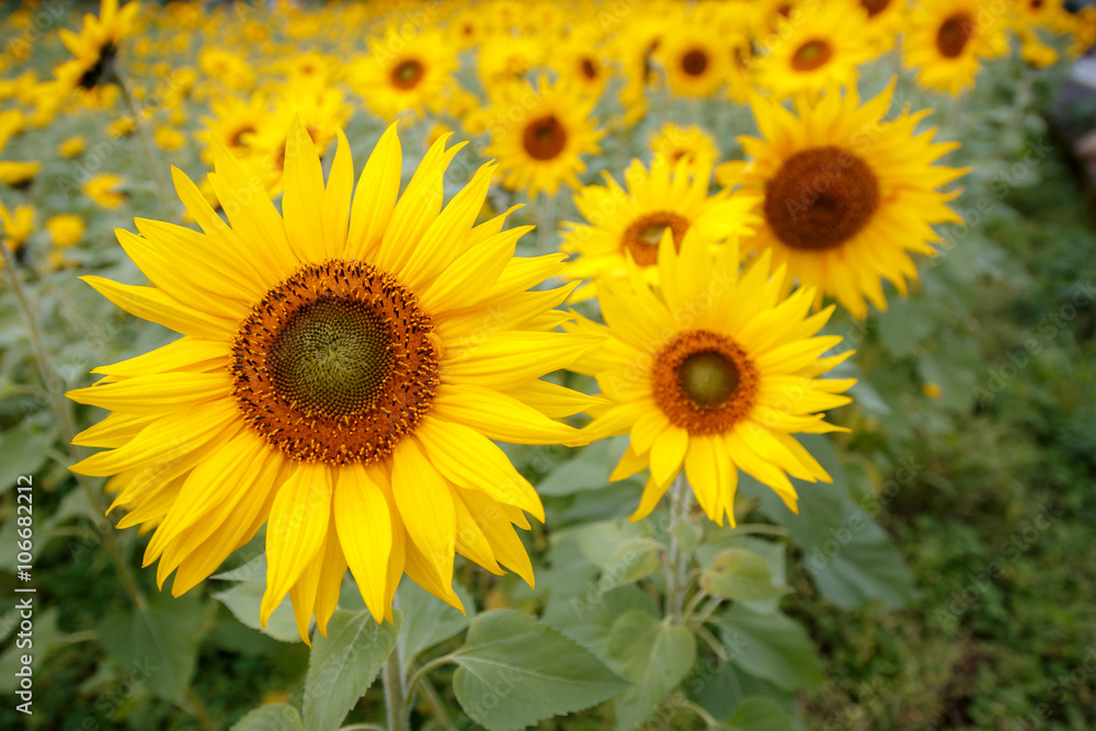 Fototapeta premium ヒマワリの花