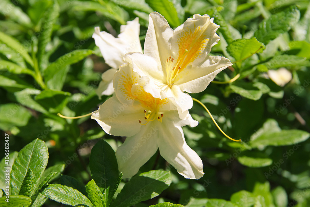 Fototapeta premium inflorescences of a beautiful fragrant rhododendron