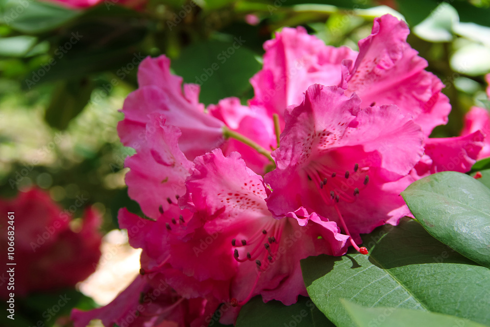 inflorescences of a beautiful fragrant rhododendron inflorescences of a beautiful fragrant rhododendron