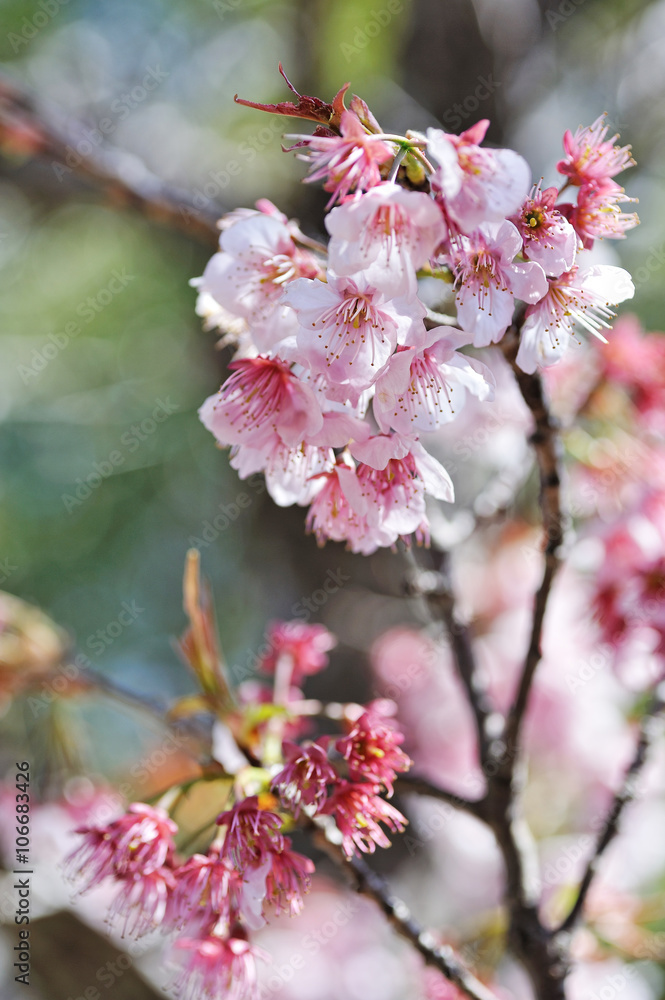 Fototapeta premium 桜の花