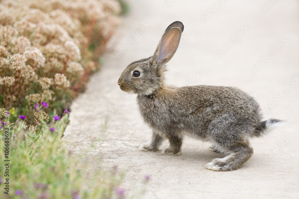 Fototapeta premium Rabbit is Beautiful Animal of Nature