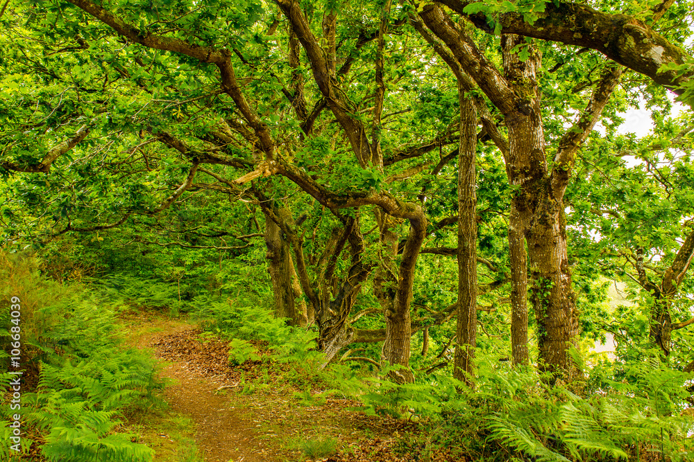 Ein einsamer Waldweg