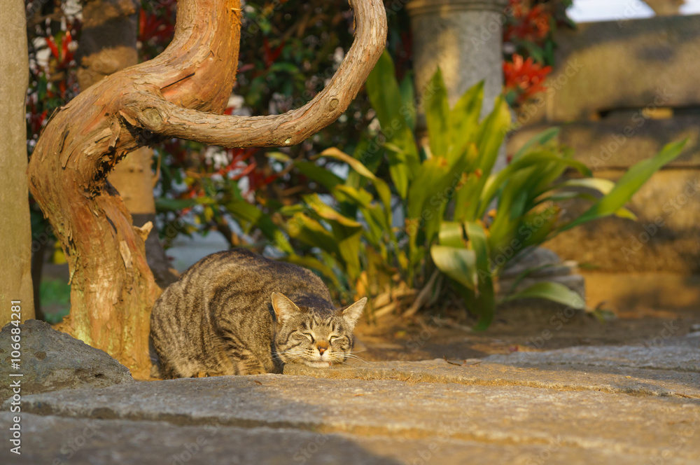 Fototapeta premium 猫