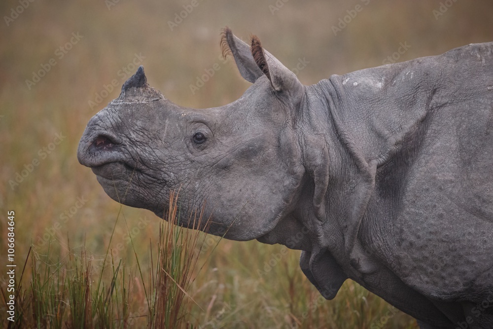 Naklejka premium Big endangered indian rhinoceros in Kaziranga National Park/Big endangered indian rhinoceros in Kaziranga National Park