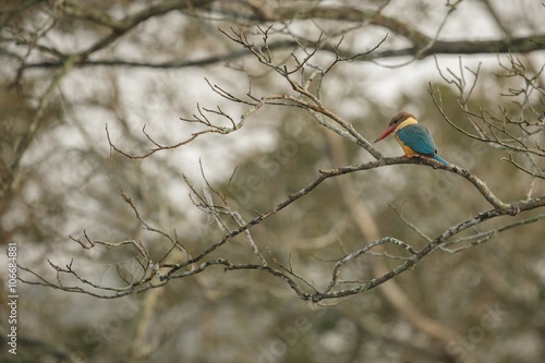 beautiful coulourful kingfischer from Kaziranga in India/beautiful coulourful kingfischer from Kaziranga in India photo