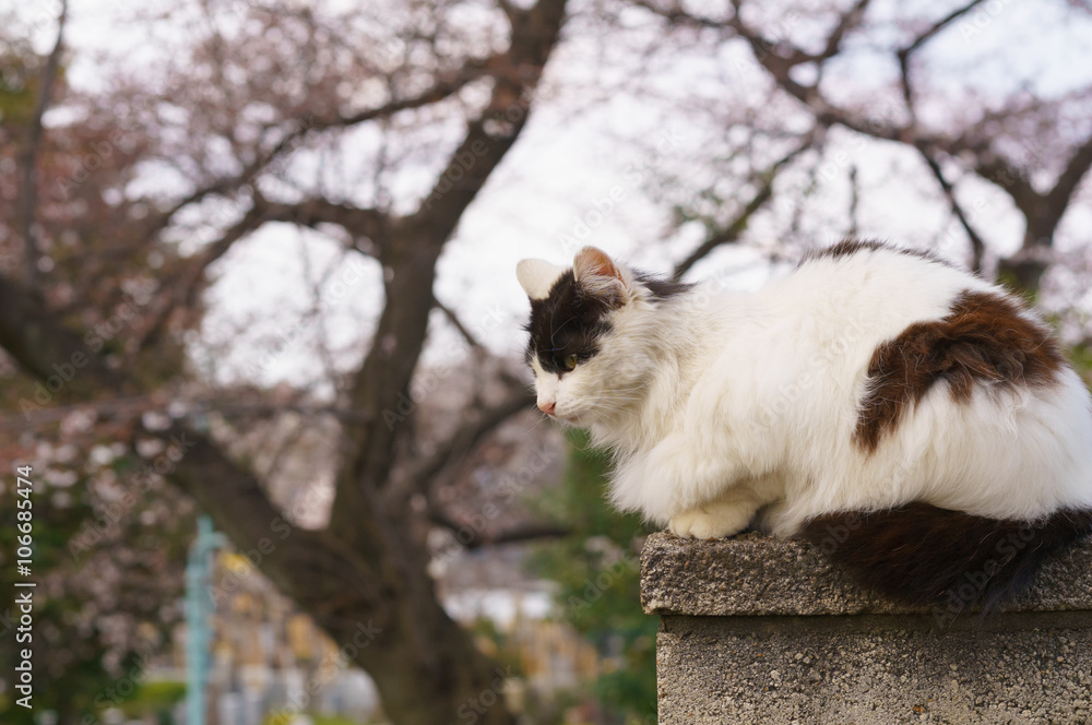 Fototapeta premium 猫