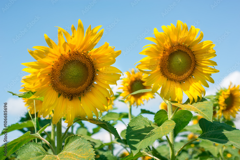 Fototapeta premium Sunflowers in a sunflower field