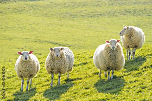 Four sheep standing facing camera