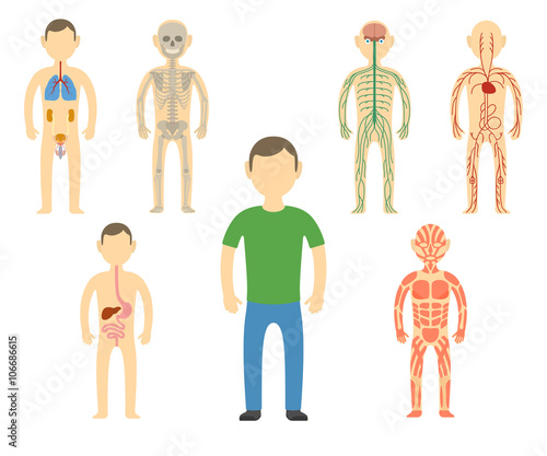 Cartoon man body anatomy.