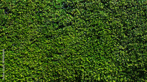 Green leaves wall background © narathip12