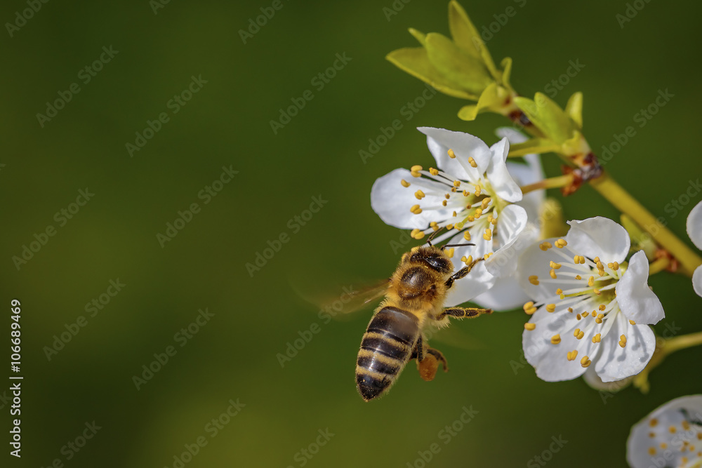 Bee flying towards a spring flower collecting pollen and nectar Bee flying towards a spring flower collecting pollen and nectar