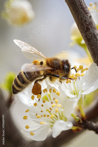 Bee on a spring flower collecting pollen and nectar