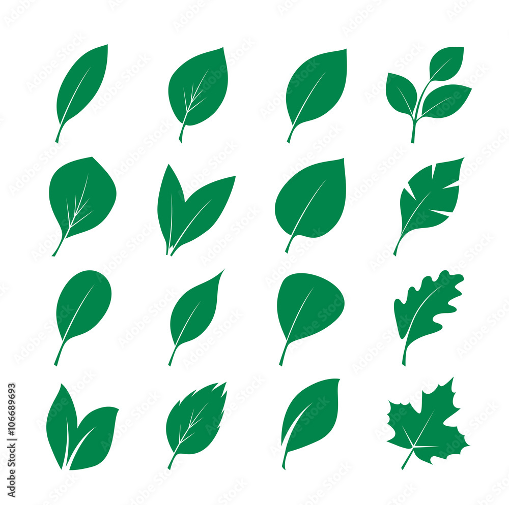 Set of Green Leafs. Vector Illustration. Set of Green Leafs. Vector Illustration.