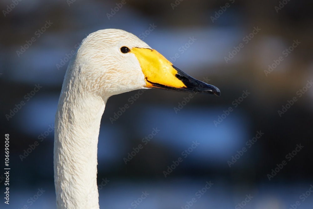 Obraz premium Whooper swan (Cygnus Cygnus) head in closeup shot. Beautiful white bird looks like smiling in the spring.