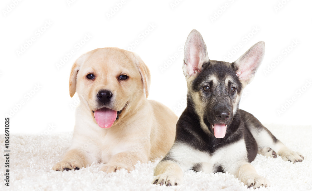 Obraz premium Shepherd and Labrador watching