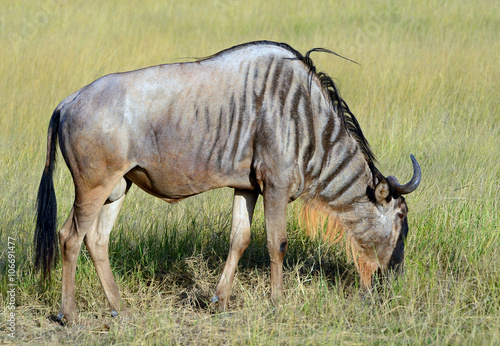 Blue wildebeest  Amboseli National Park  Kenya