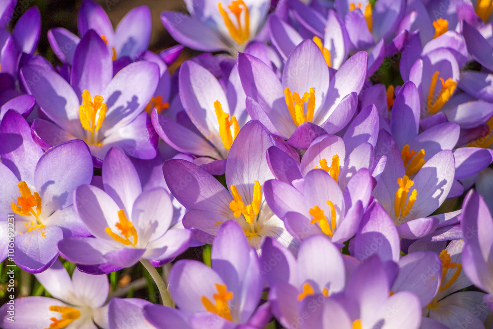 Spring violet crocuses Spring violet crocuses