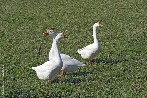 White domestic geese walking in pasture