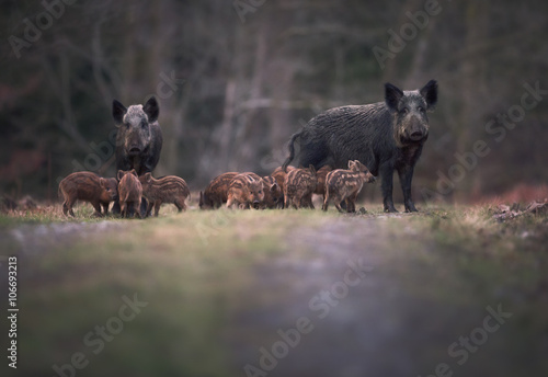 Sounder of Wild boar (Sus scofa) family on footpath, Forest of Dean, Gloucestershire, England, UK photo
