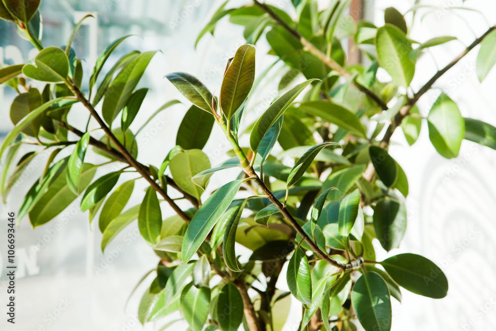 Ficus in the sun Ficus in the sun