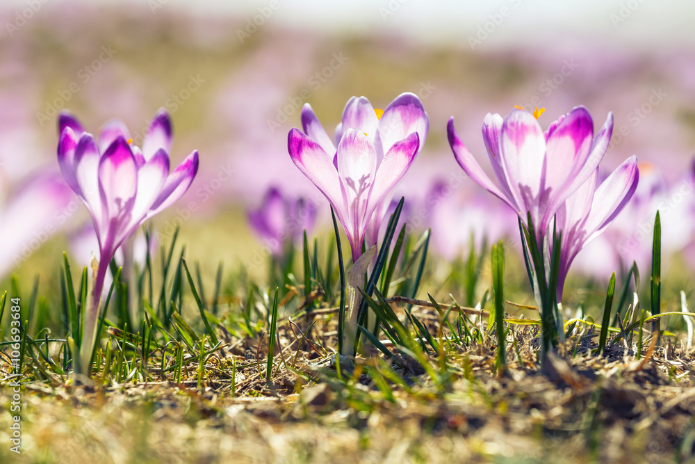 blooming violet crocuses in Tatra Mountains, spring flower blooming violet crocuses in Tatra Mountains, spring flower