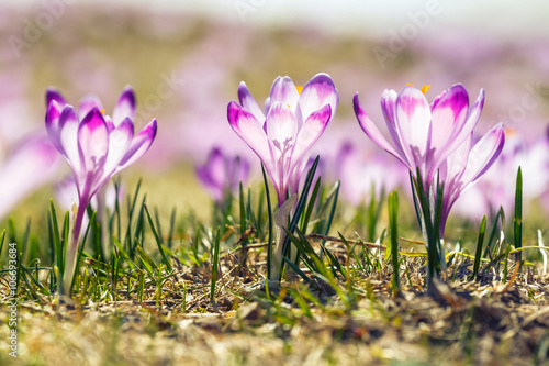 blooming violet crocuses in Tatra Mountains, spring flower © dziewul