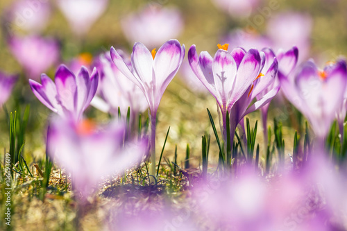 blooming violet crocuses in Tatra Mountains, spring flower