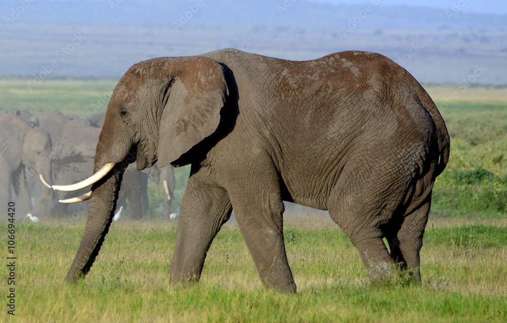 Fototapeta premium African elephants and the Kilimanjaro, Amboseli National Park, K
