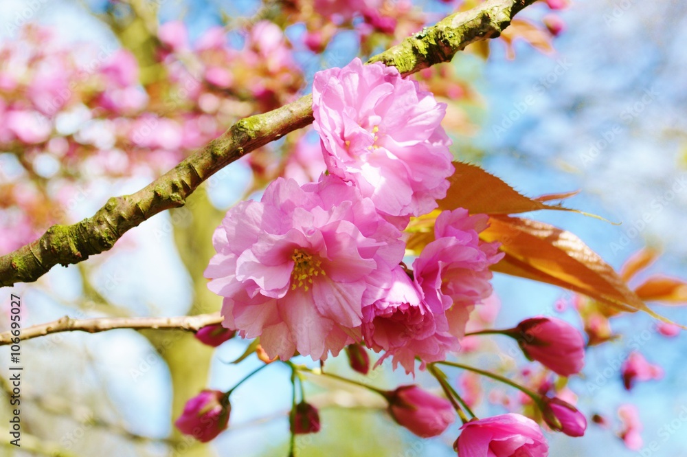 Obraz premium A close-up image of colourful pink cherry blossom.