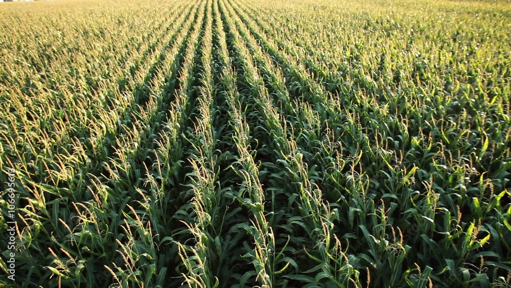 A field of sweet corn at sunset A field of sweet corn at sunset