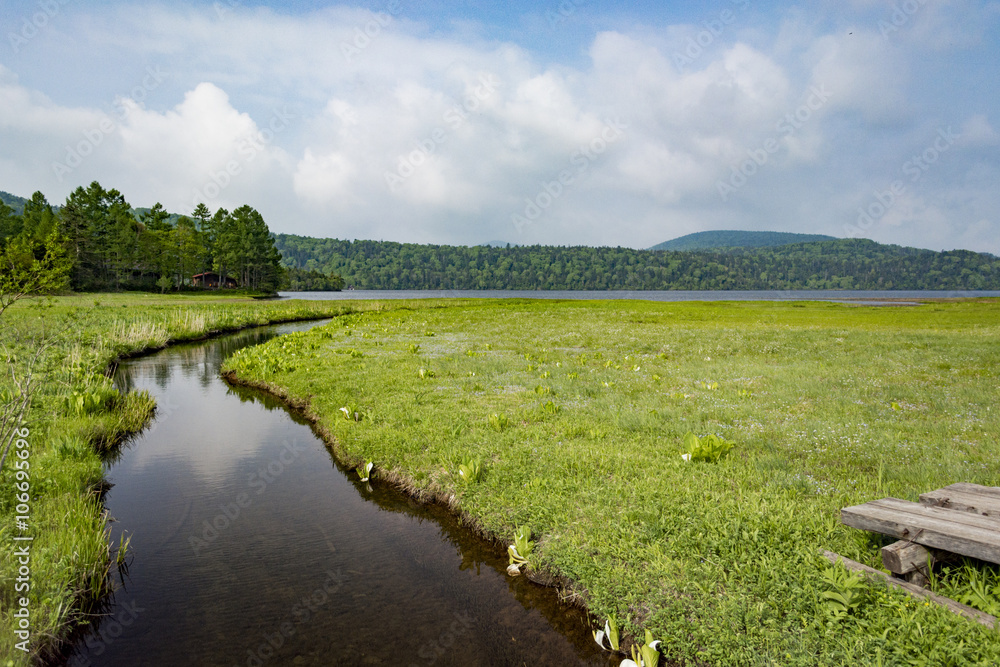 Obraz premium 尾瀬の川