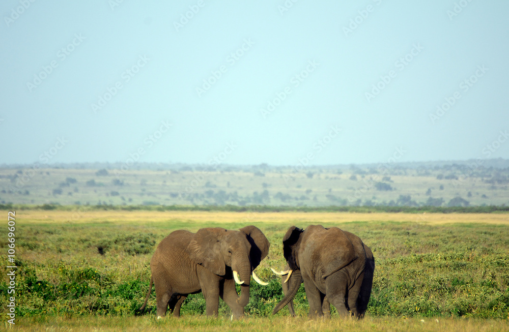 African elephants and the Kilimanjaro, Amboseli National Park, K