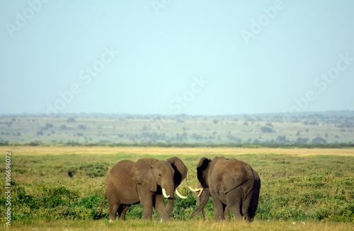 African elephants and the Kilimanjaro, Amboseli National Park, K © nyiragongo