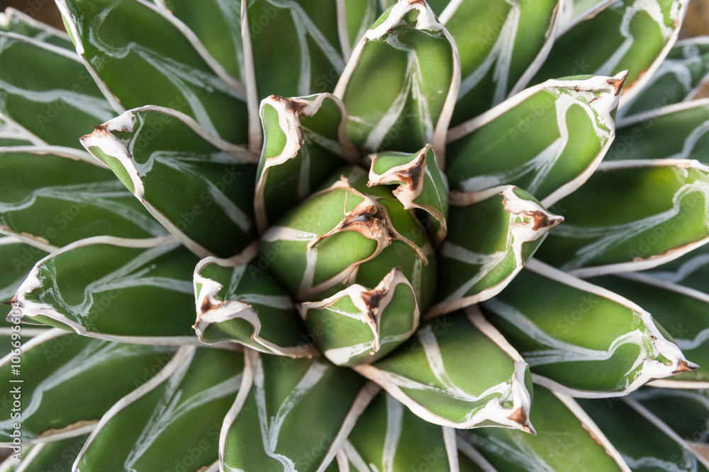 Closeup of Queen Victoria's Agave Plant Closeup of Queen Victoria's Agave Plant