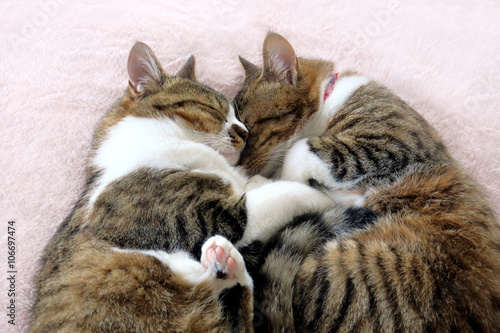 二匹で仲良く眠る猫