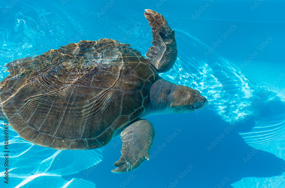 Fototapeta premium Tartaruga marinha na água.