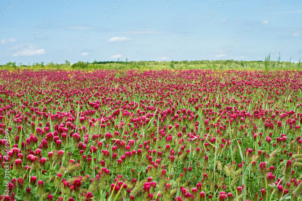 Crimson clover field