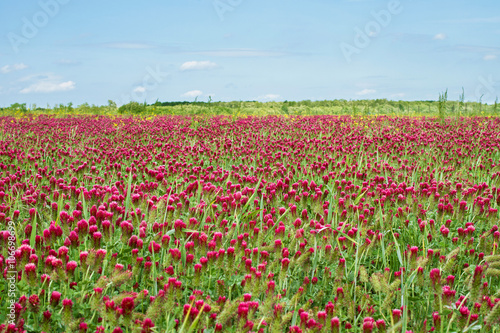 Crimson clover field © laszloszelenczey